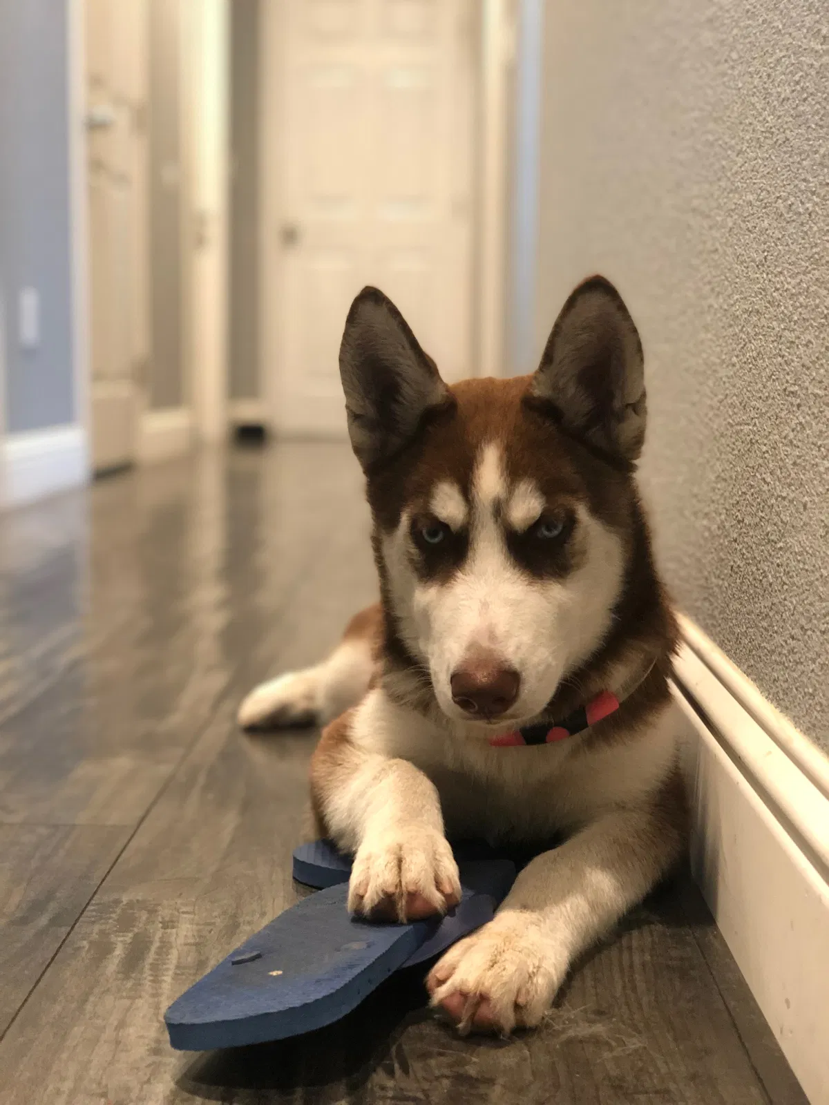 Lost dog in Stockton, CA, 95206