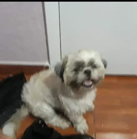 Lost dog in Miami, FL, 33168