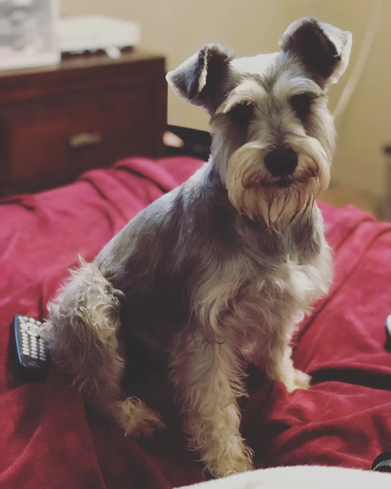 Lost dog in Mission, TX, 78574