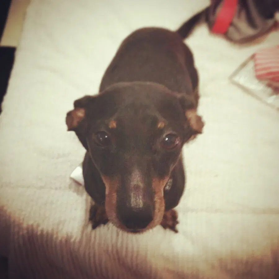 Lost dog in Saint Louis, MO, 63123