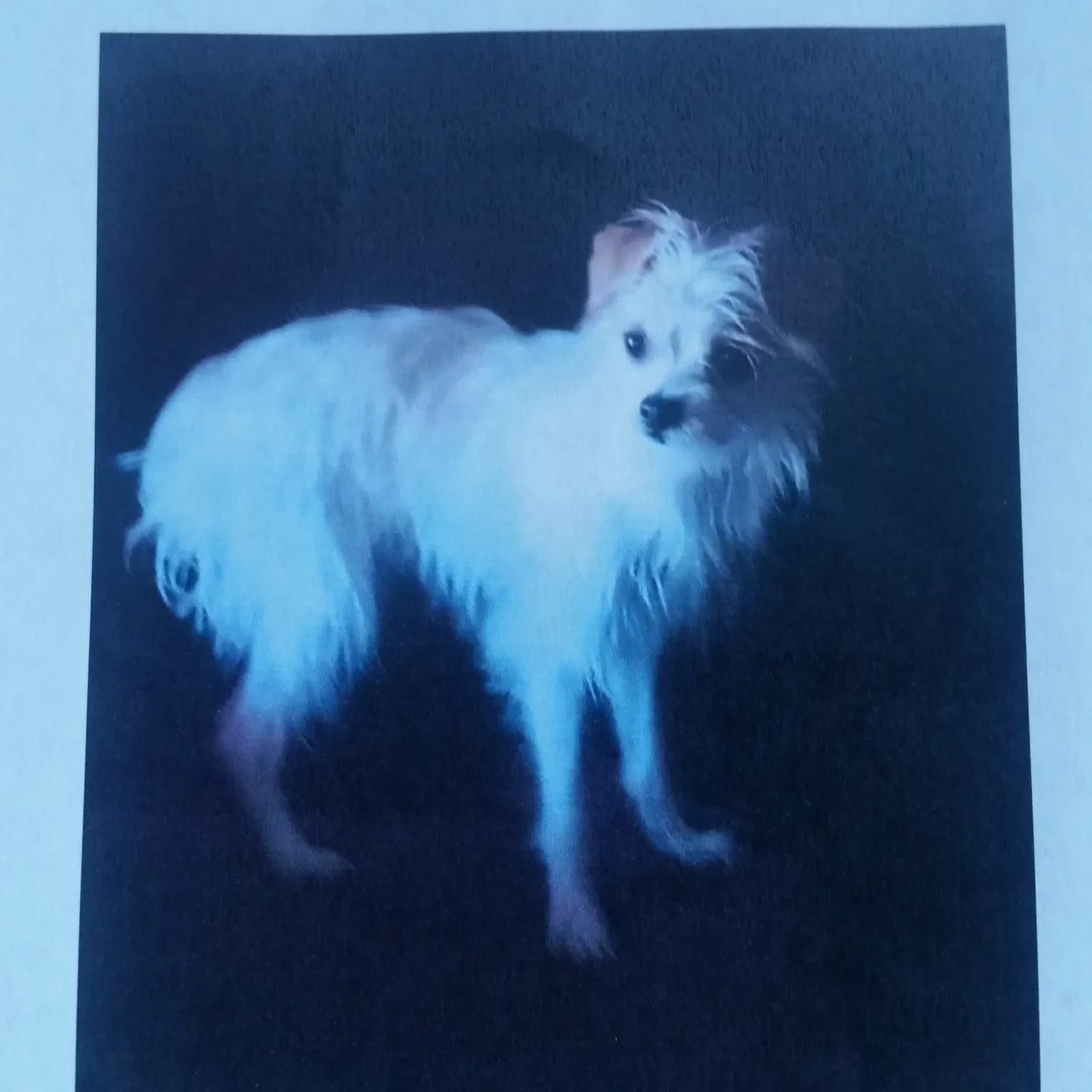 Lost dog in Antioch, CA, 94509