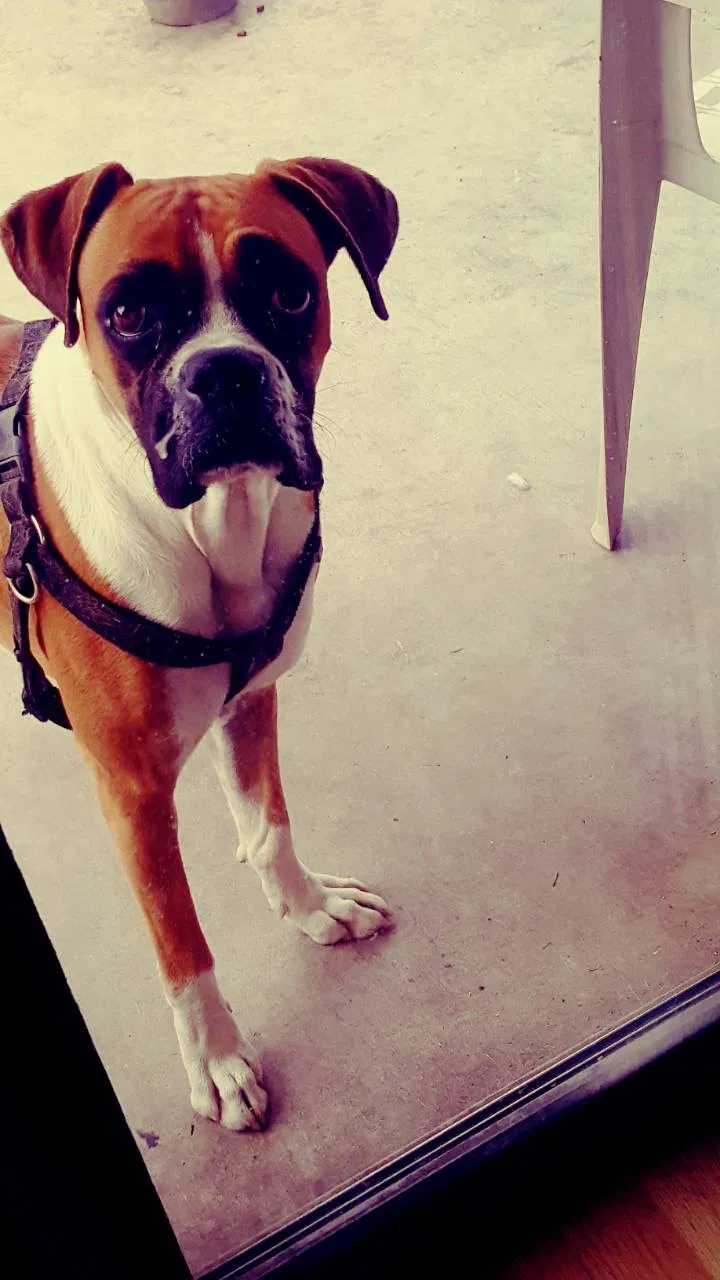Lost dog in Phoenix, AZ, 85031