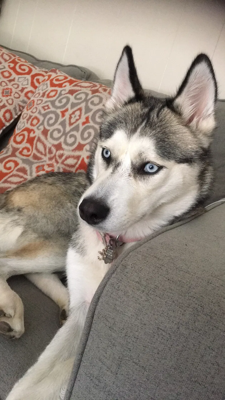 Lost dog in Sterling Heights, MI, 48312