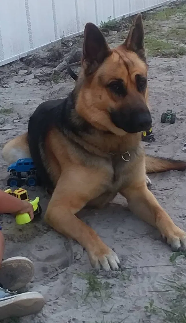 Lost dog in Live Oak, FL, 32060