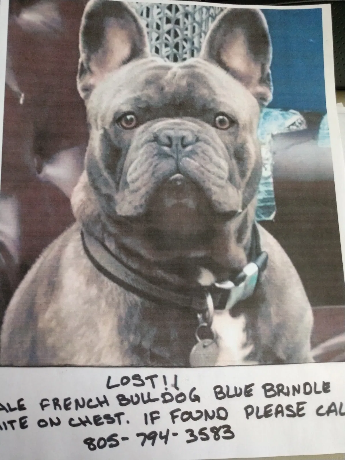 Lost dog in Ventura, CA, 93001