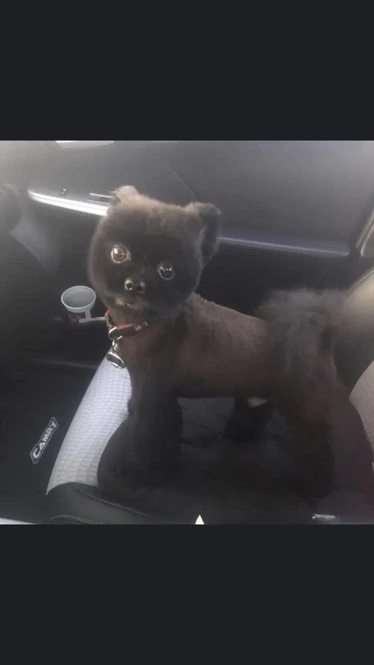 Lost dog in Savannah, GA, 31404
