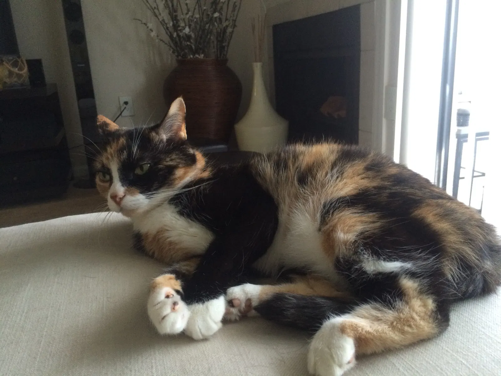 Lost cat in Bradenton, FL, 34202