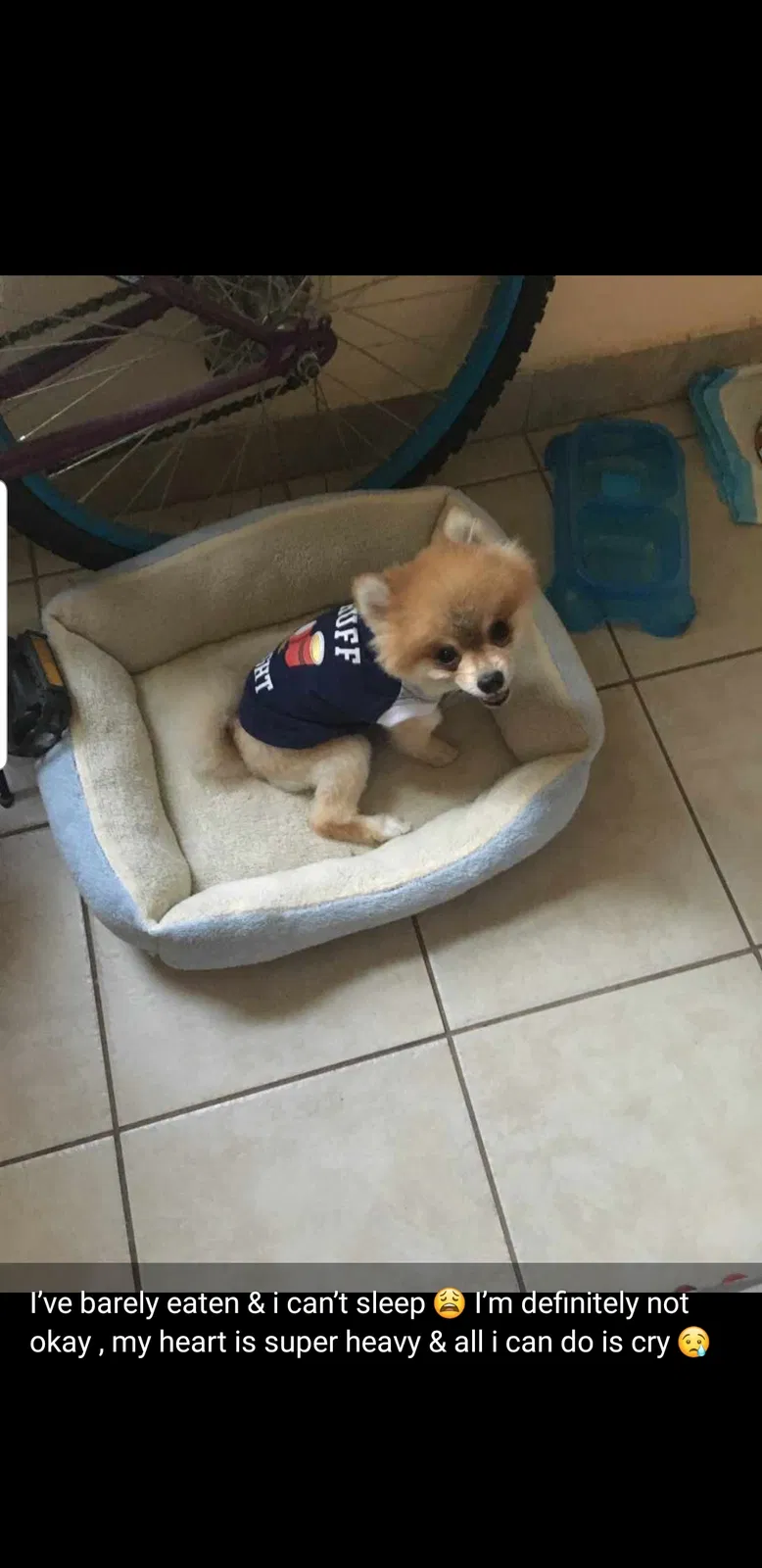 Lost dog in Bridgeport, CT, 6608