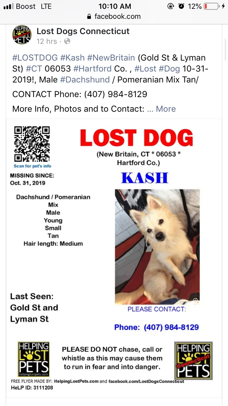 Lost dog in New Britain, CT, 6053