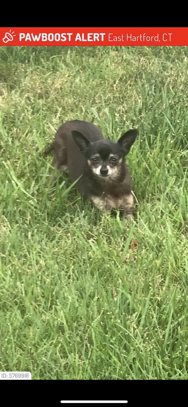 Lost dog in East Hartford, CT, 6118