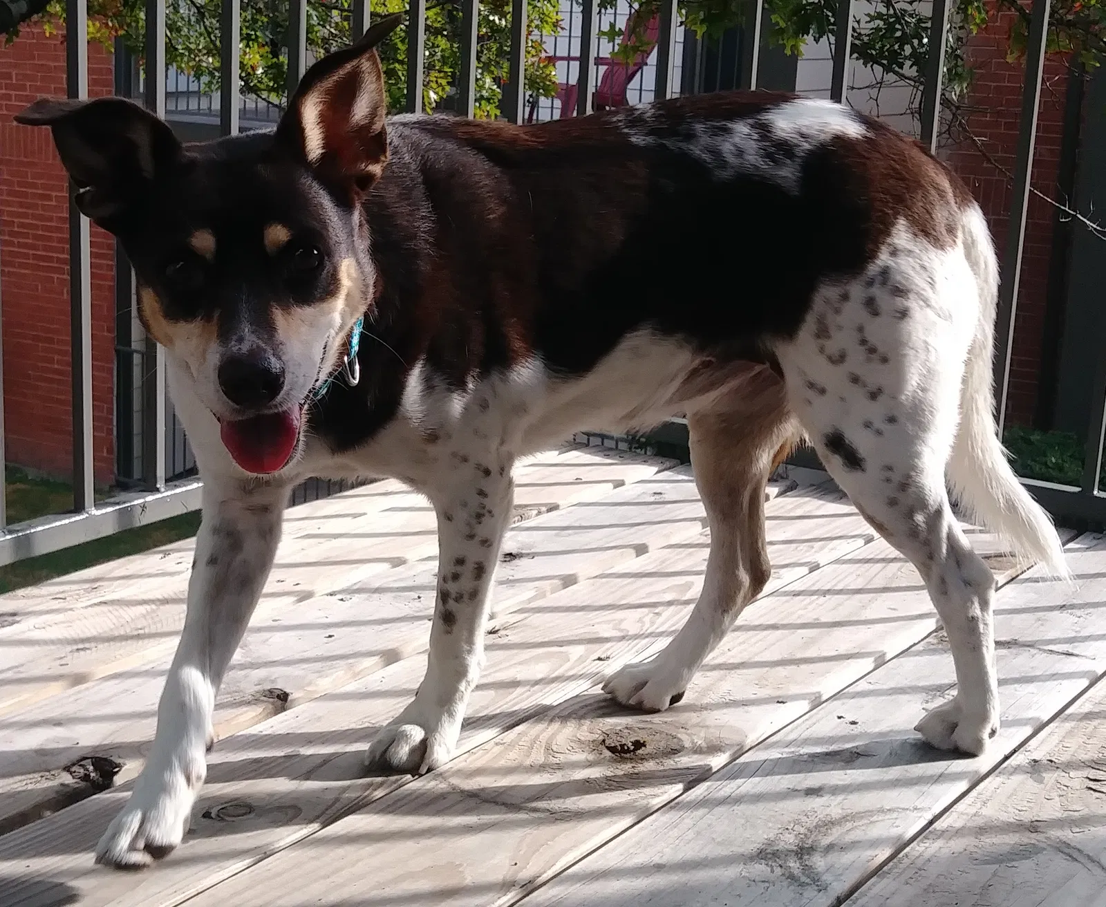 Lost dog in Austin, TX, 78729