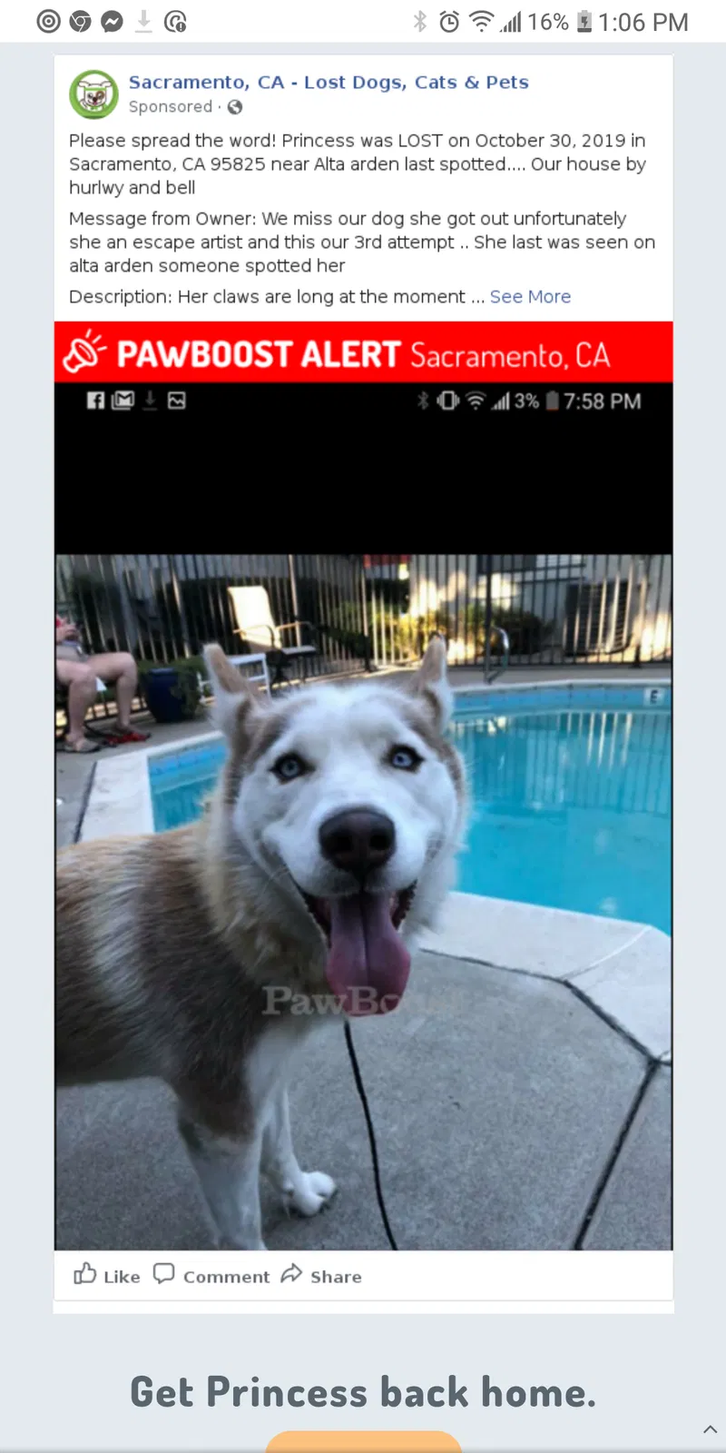 Lost dog in Sacramento, CA, 95825