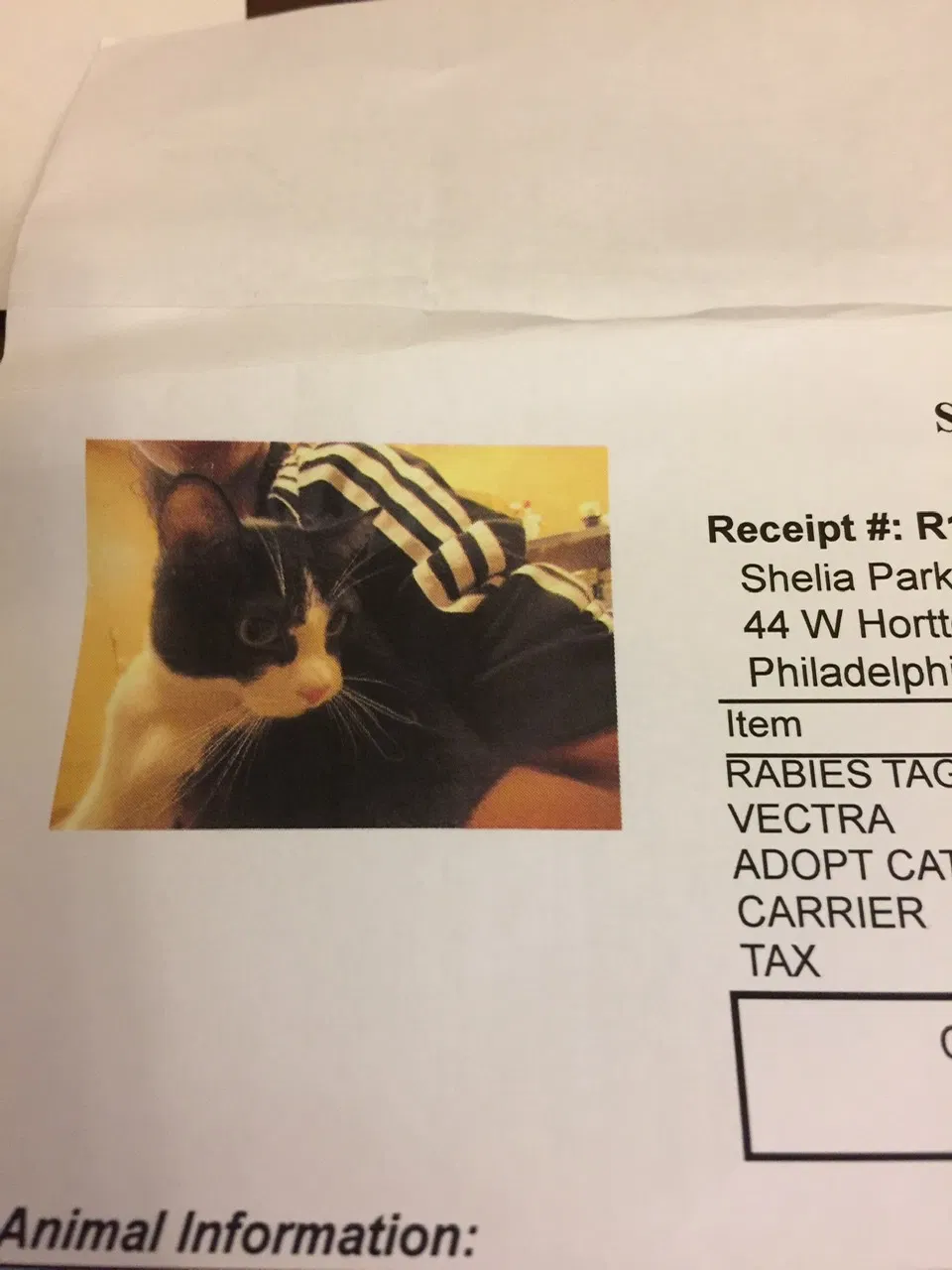 Lost cat in Philadelphia, PA, 19119