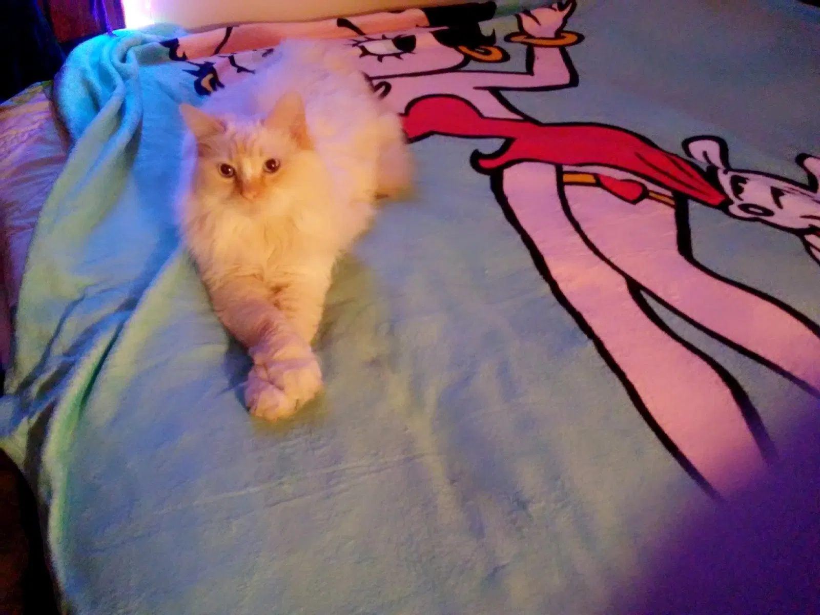 Lost cat in Minneapolis, MN, 55413
