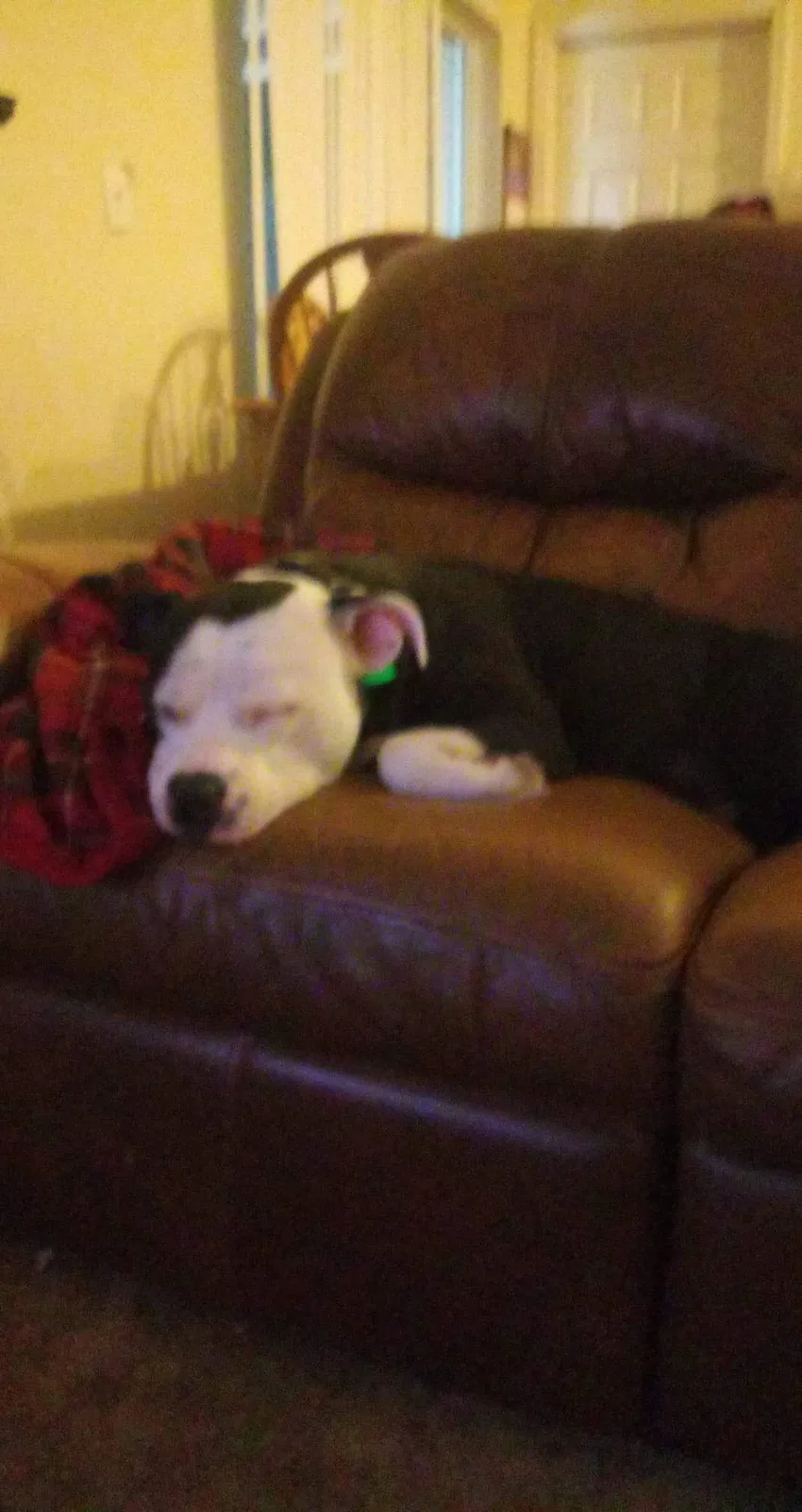 Lost dog in Clermont, FL, 34711