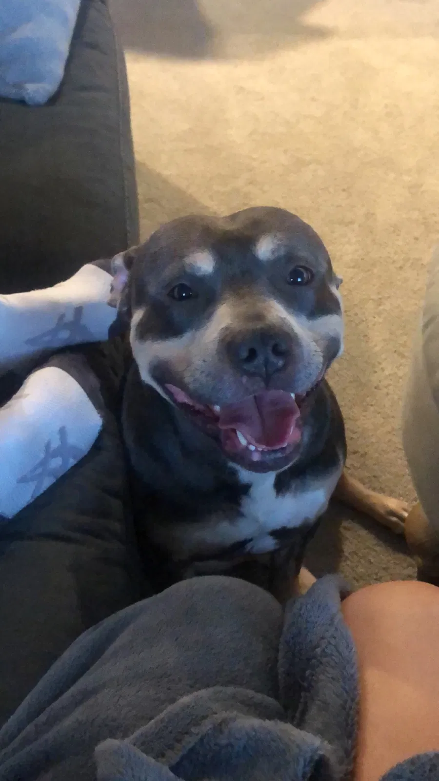 Lost dog in Commerce, GA, 30529