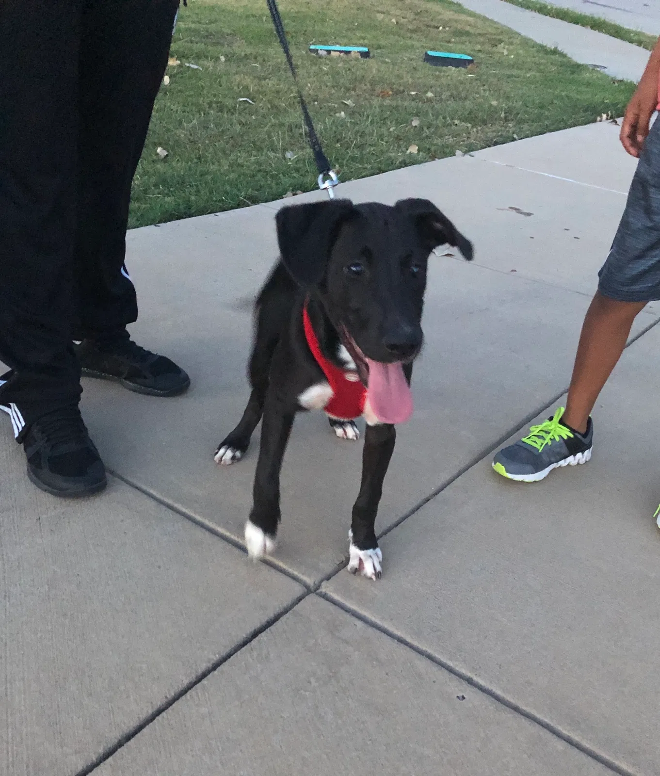 Lost dog in Grand Prairie, TX, 75052