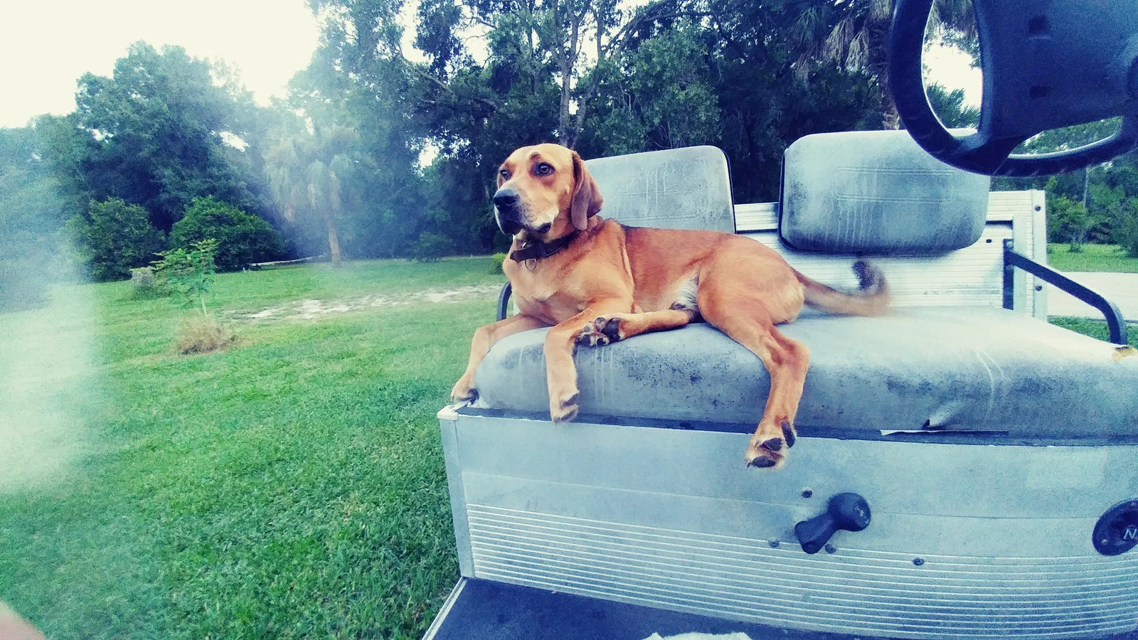 Lost dog in Seville, FL, 32190