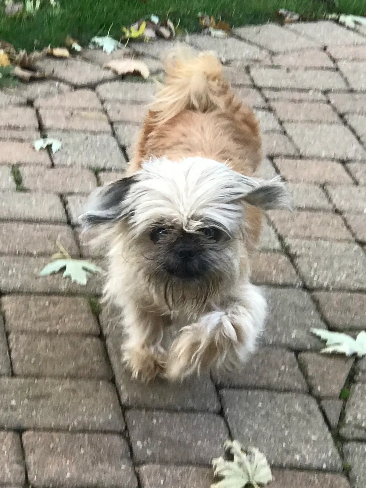 Lost dog in Fenton, MI, 48430