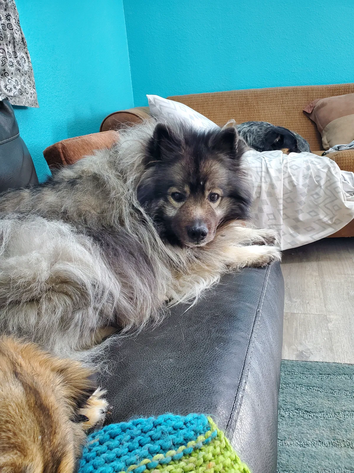 Lost dog in Deer Trail, CO, 80105