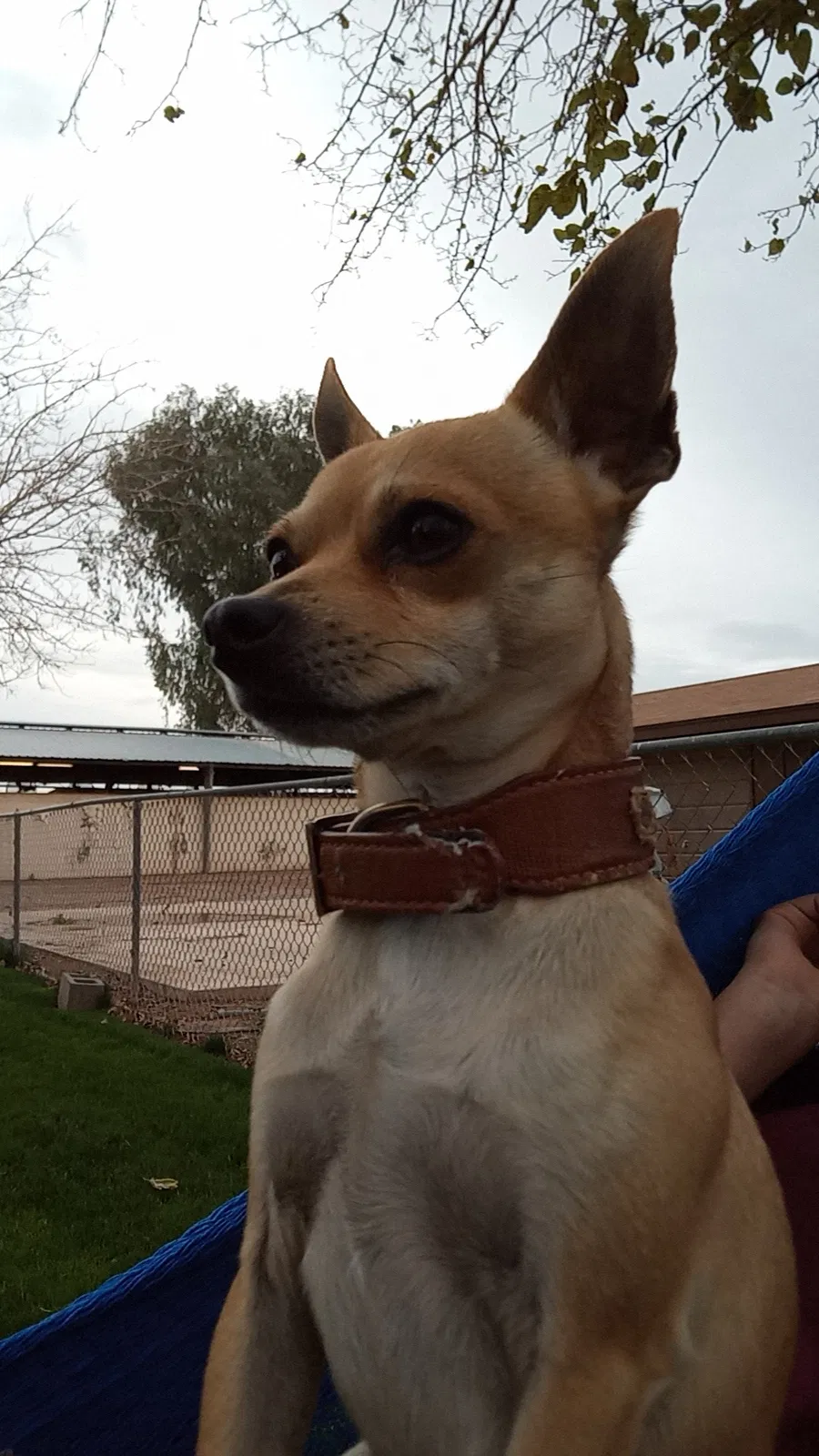 Lost dog in Mesa, AZ, 85212