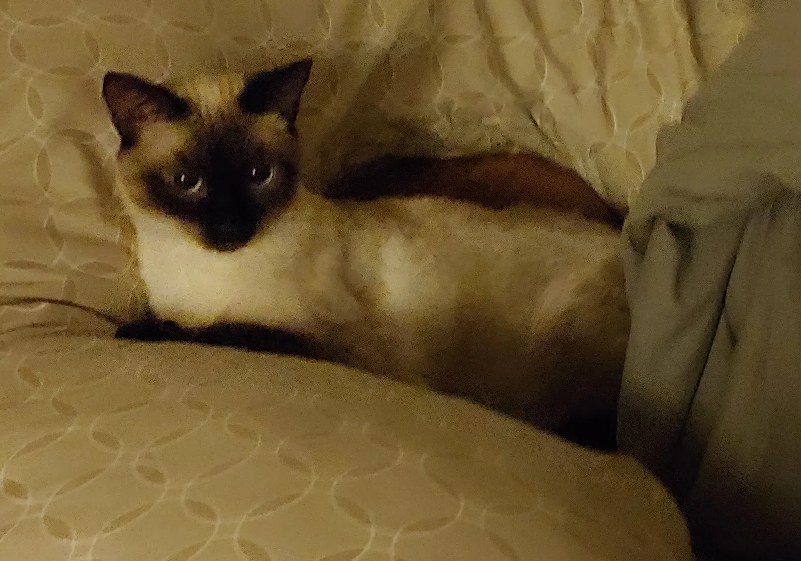 Lost cat in Mesa, AZ, 85210