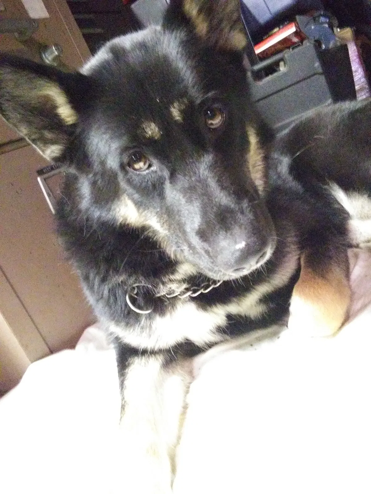Lost dog in Saint Paul, MN, 55128