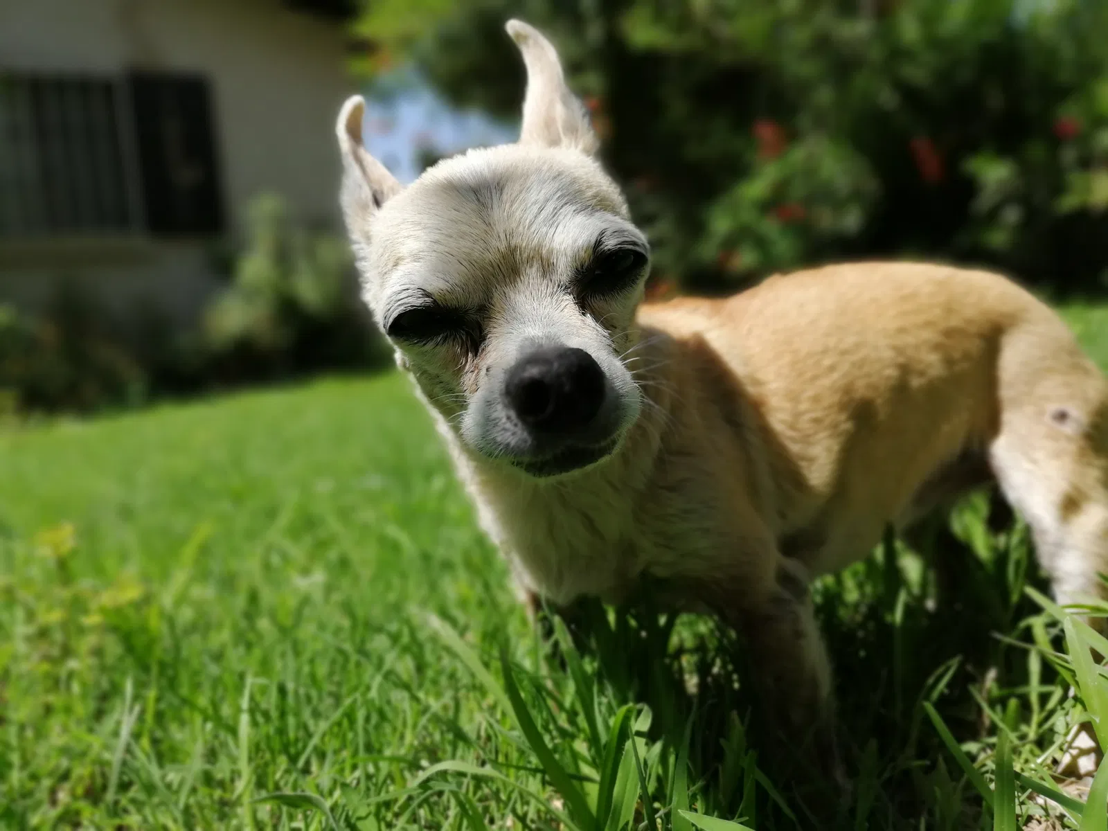 Lost dog in El Paso, TX, 79915