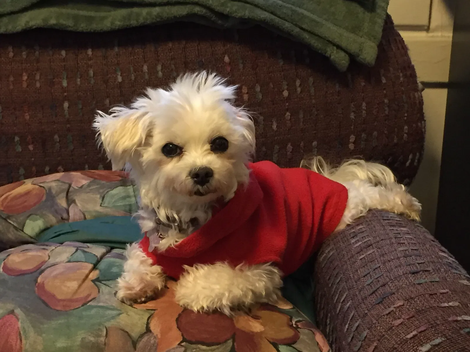 Lost dog in Oakland, CA, 94611