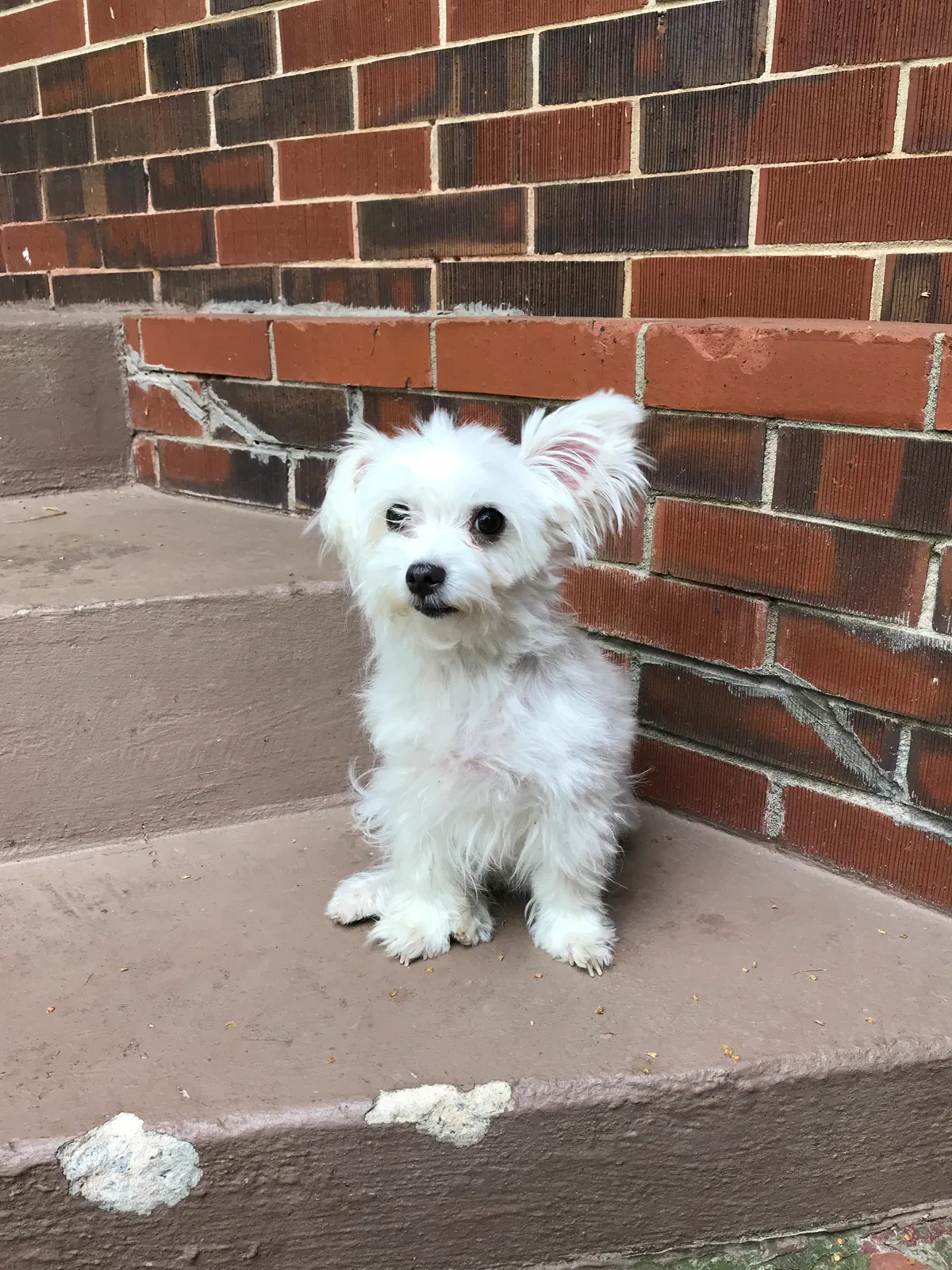 Lost dog in Atlanta, GA, 30340