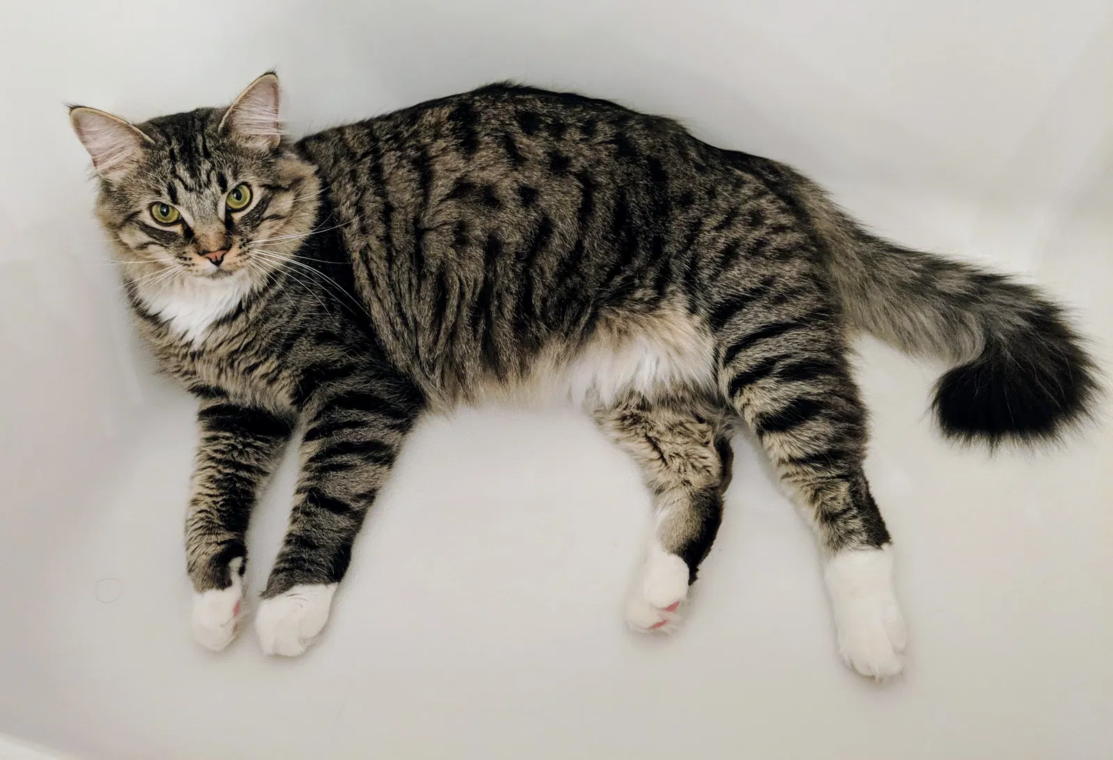 Lost cat in Greensboro, NC, 27406