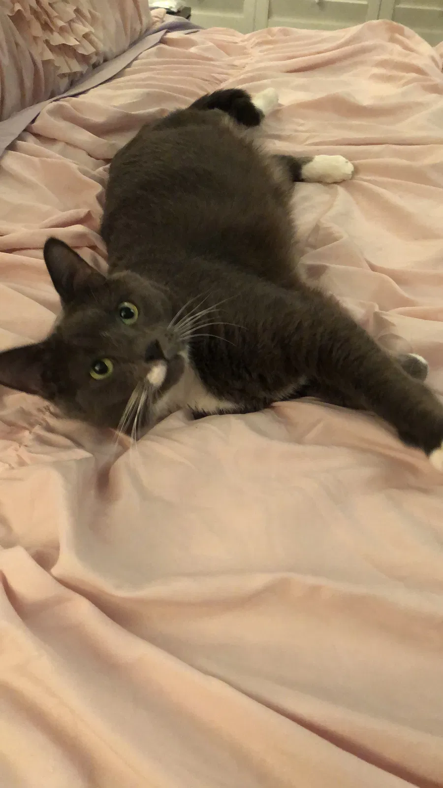 Lost cat in Fort Lauderdale, FL, 33327