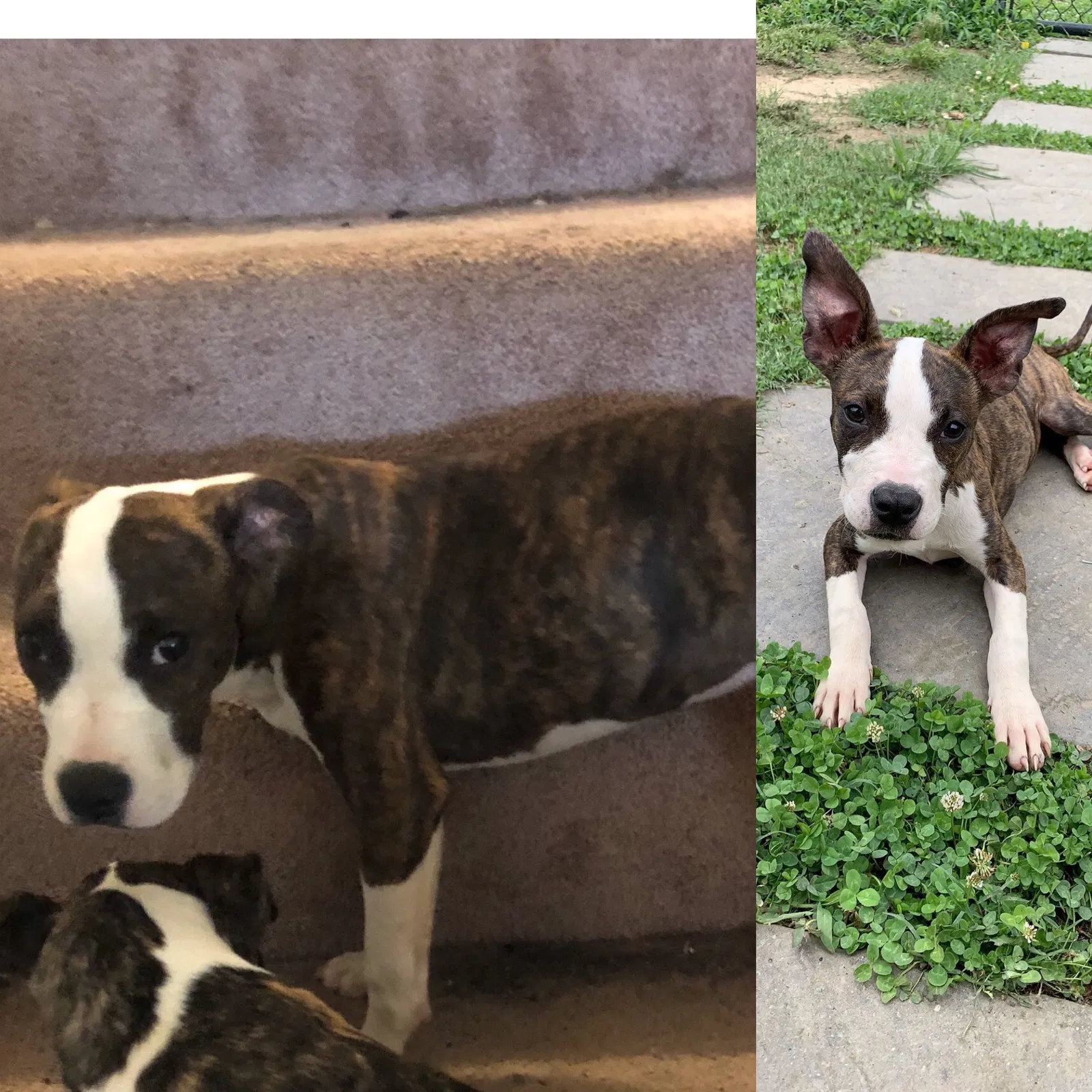 Lost dog in Richmond, VA, 23223