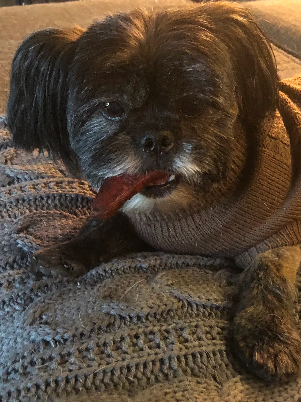 Lost dog in Hurricane, WV, 25526