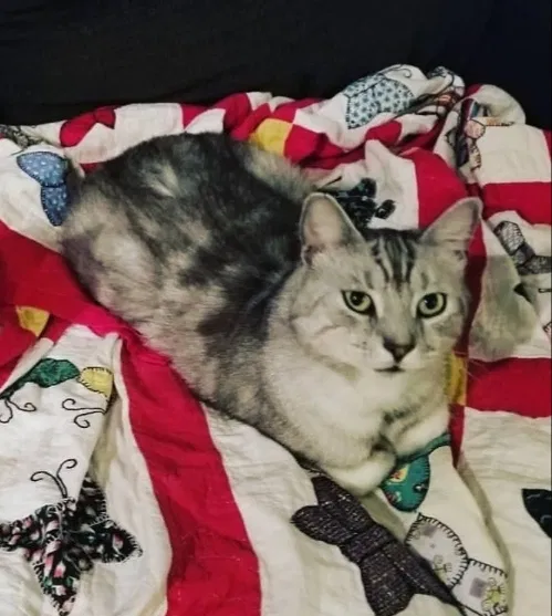 Lost cat in Knoxville, TN, 37918