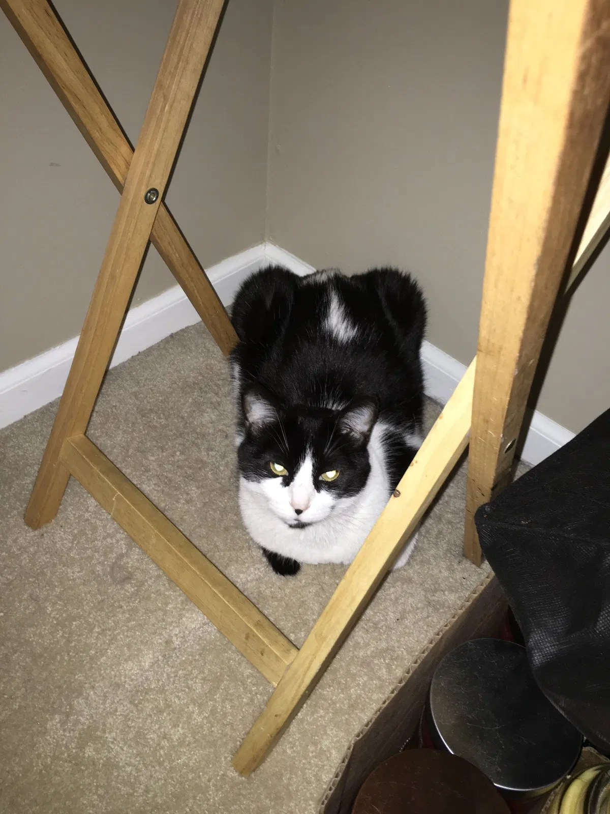 Lost cat in Overland Park, KS, 66212