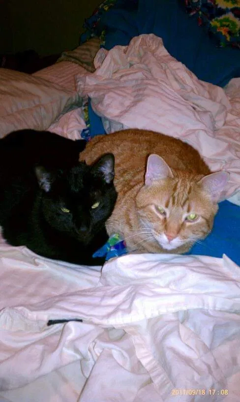 Lost cat in Saint Clair, MN, 56080