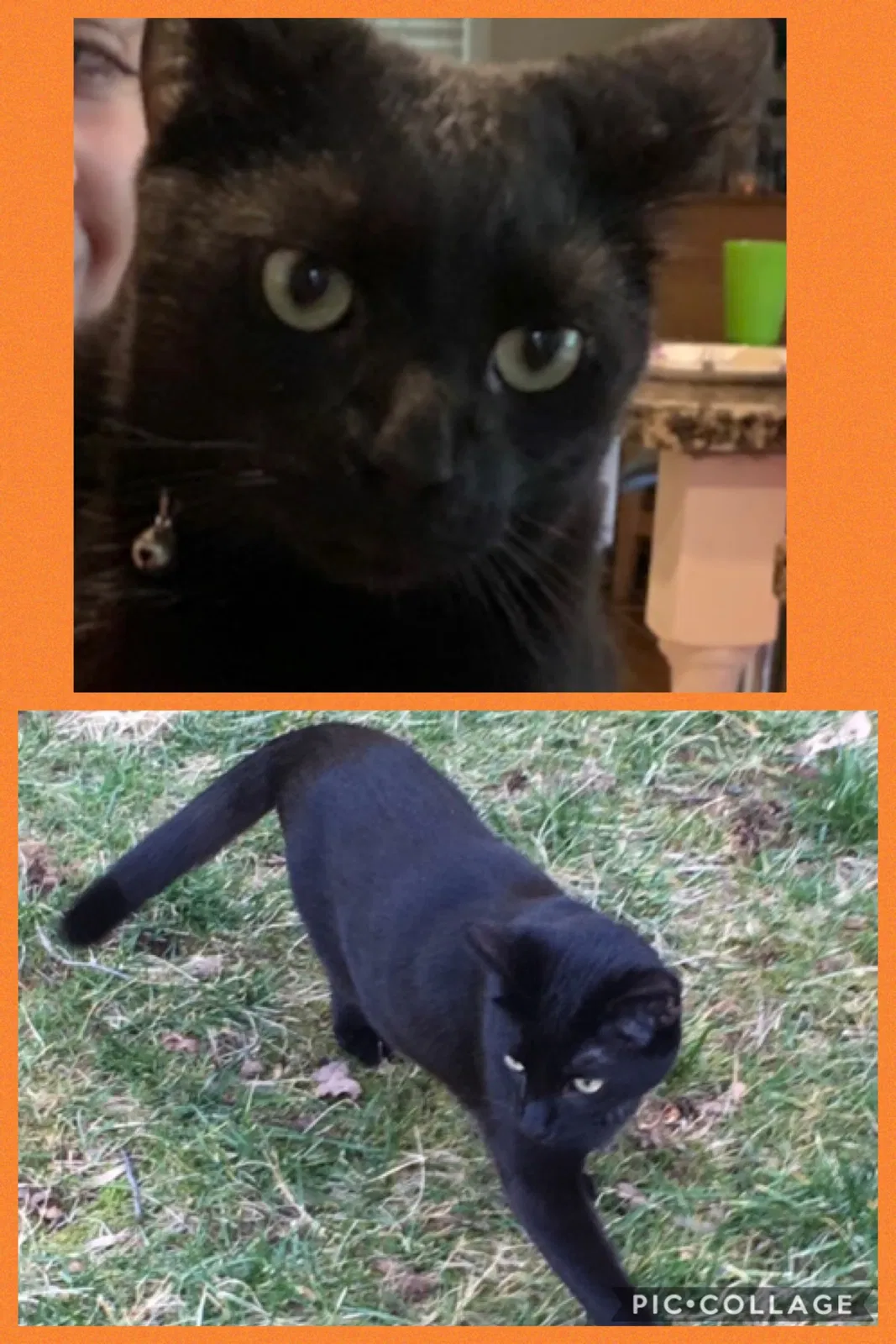 Lost cat in Alpharetta, GA, 30022