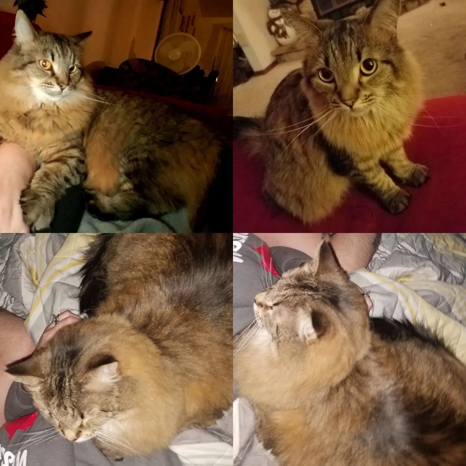 Lost cat in Green Bay, WI, 54313