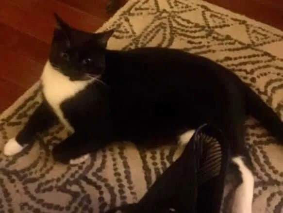 Lost cat in Gaithersburg, MD, 20878