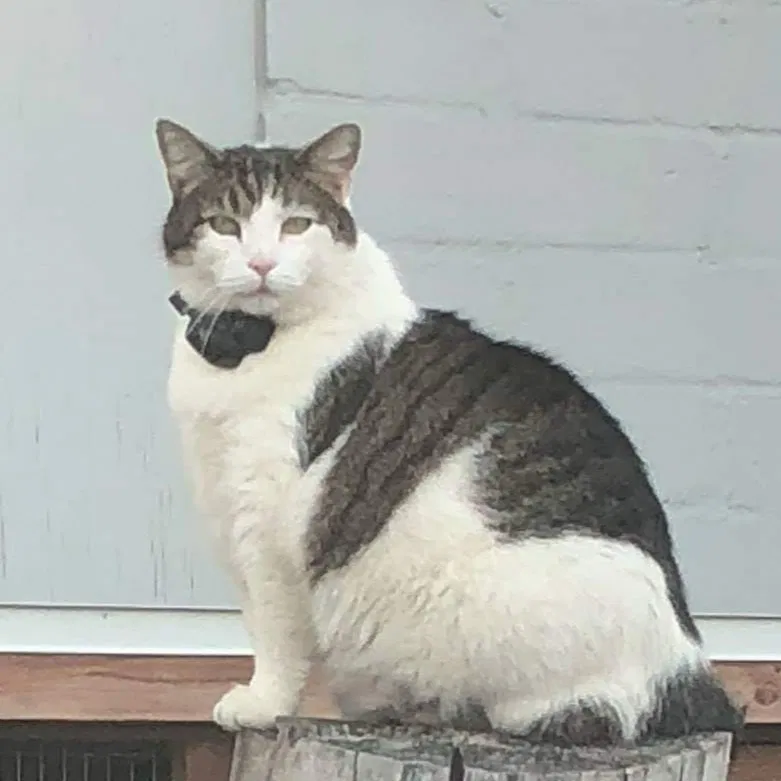 Lost cat in Elko New Market, MN, 55054