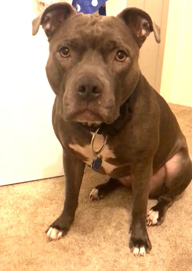 Lost dog in Cranford, NJ, 7016