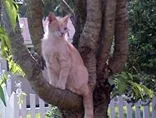 Lost cat in Culpeper, VA, 22701