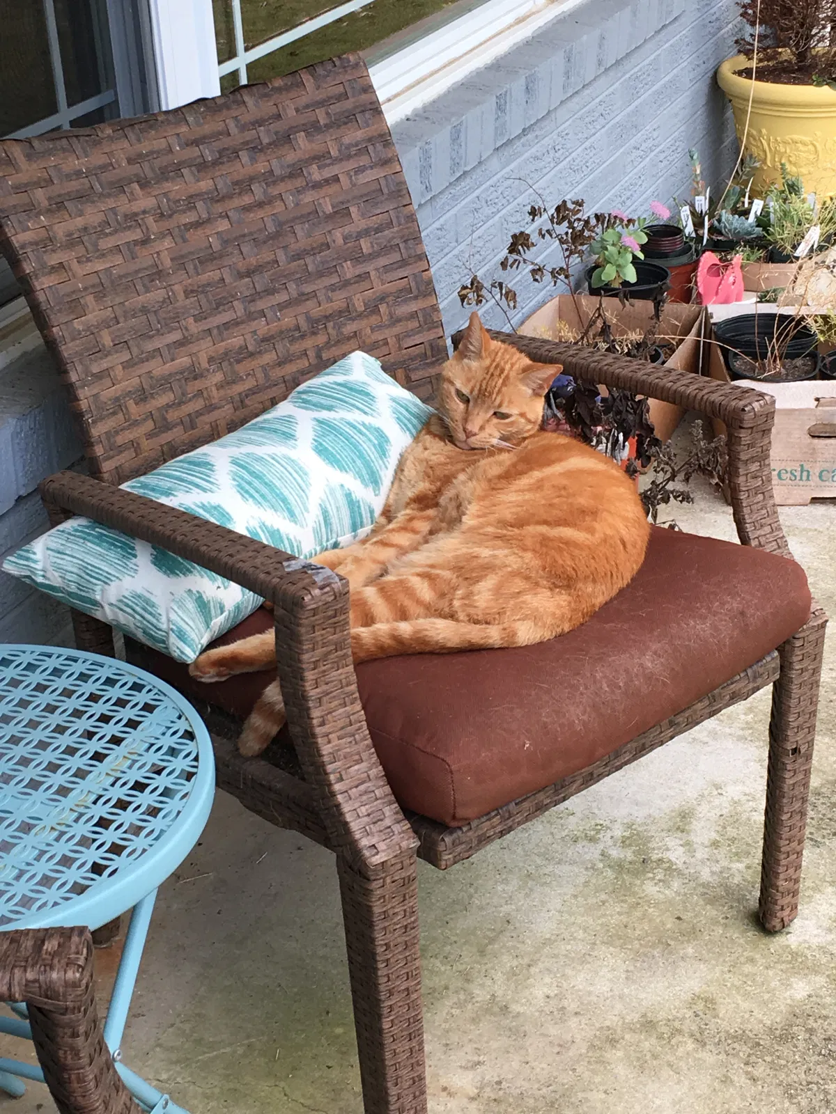 Lost cat in Maryville, TN, 37803