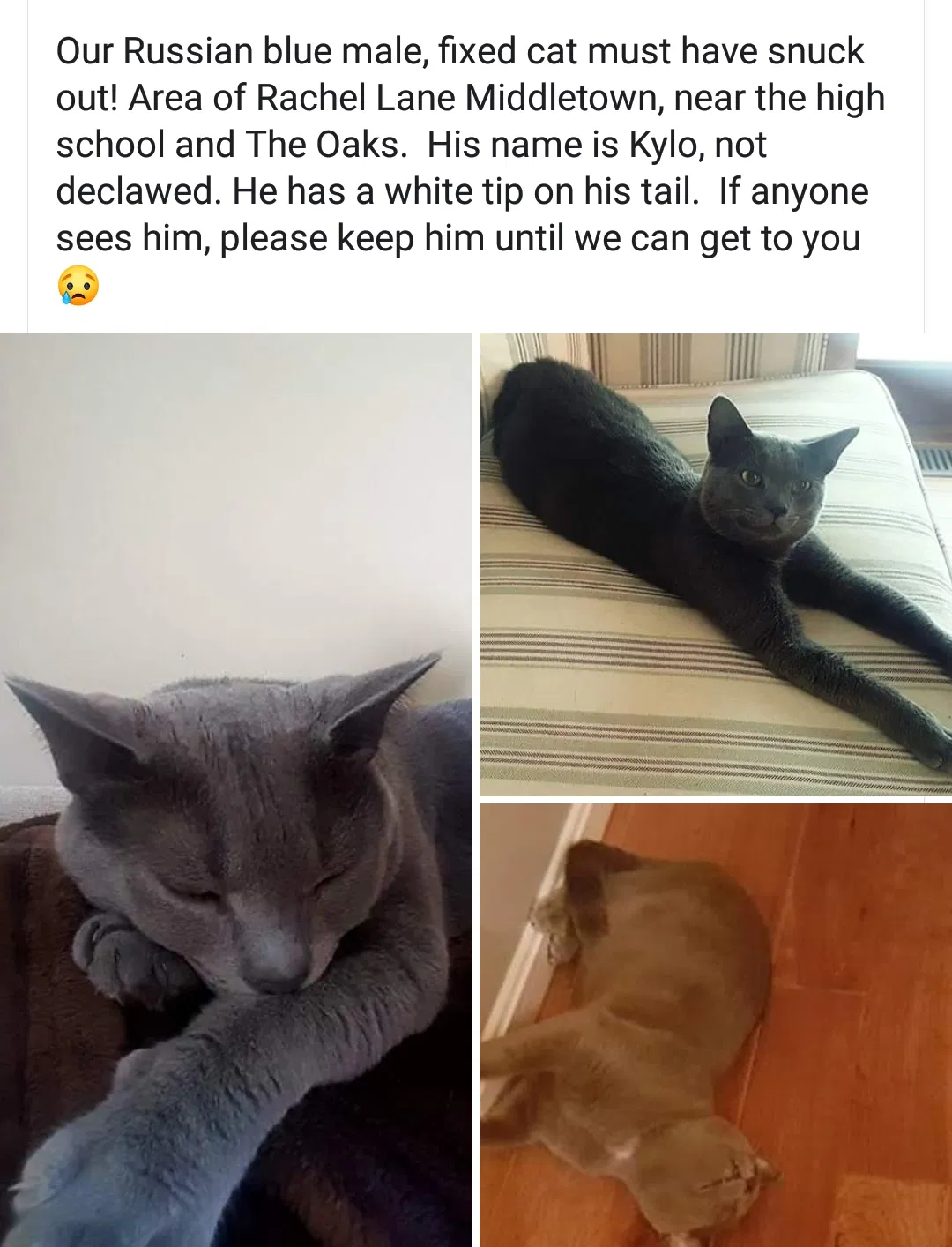 Lost cat in Middletown, OH, 45042