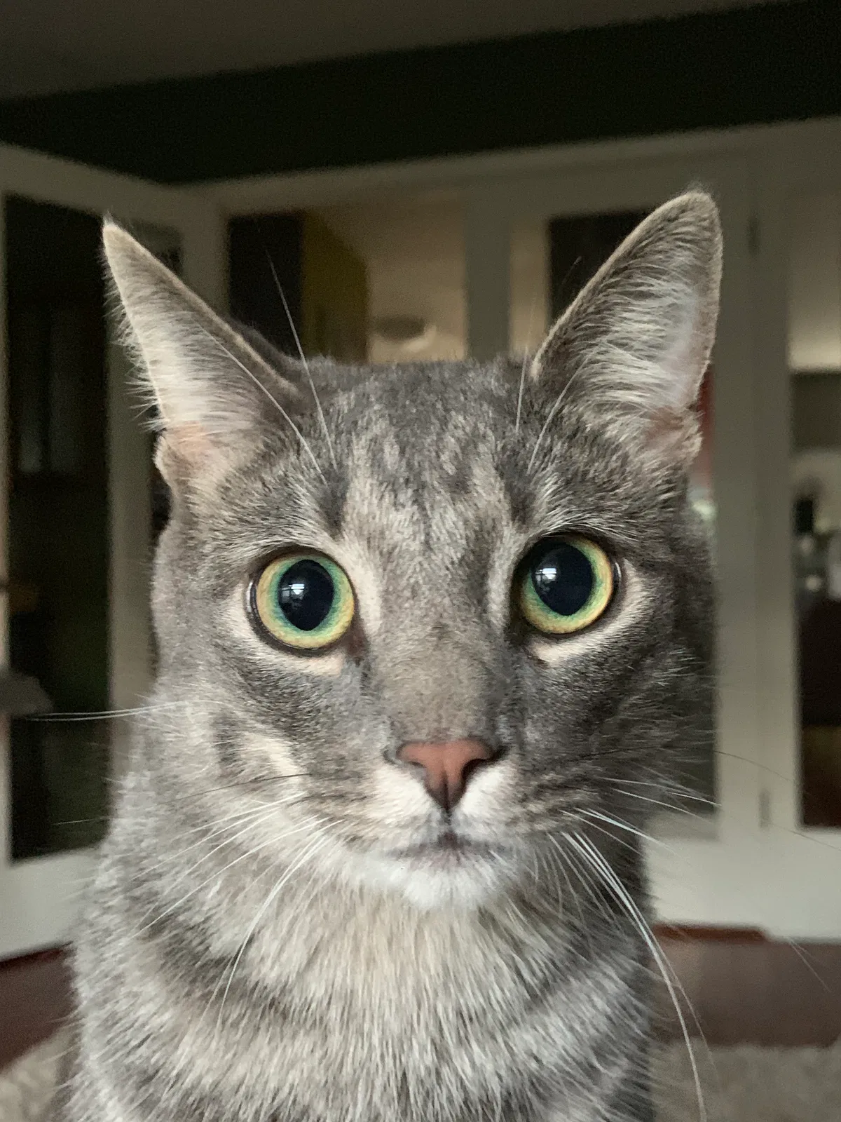 Lost cat in East Lansing, MI, 48823