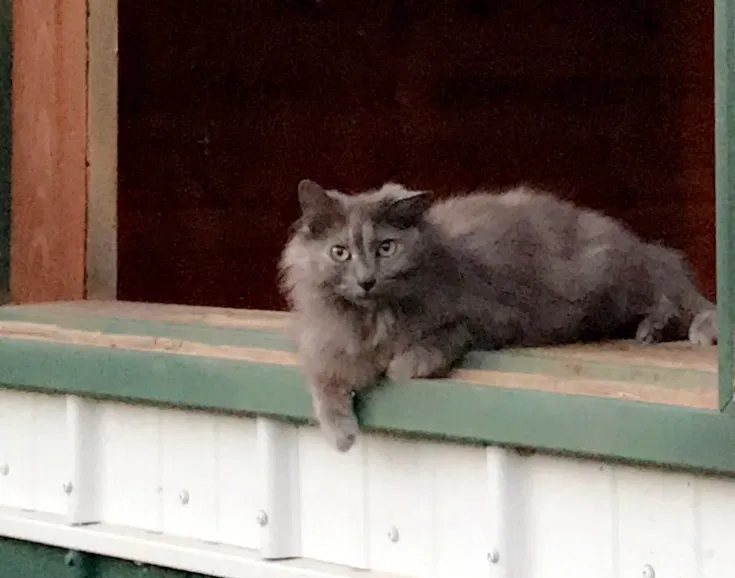 Lost cat in Rome, GA, 30161