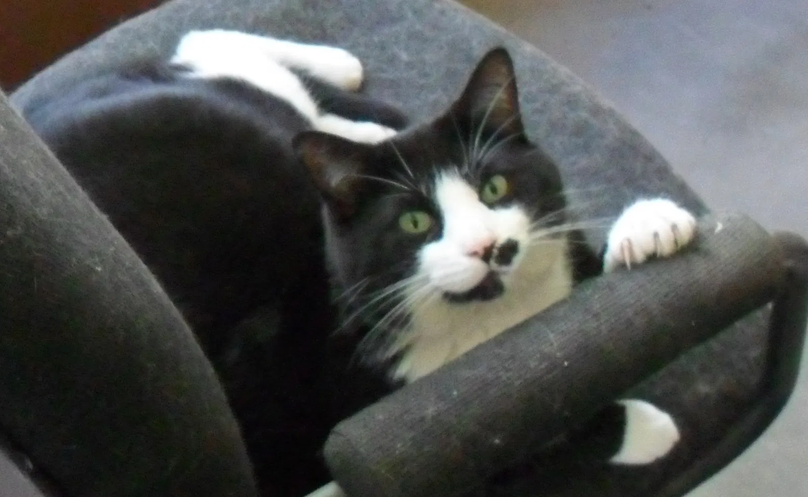 Lost cat in Grand Junction, CO, 81501