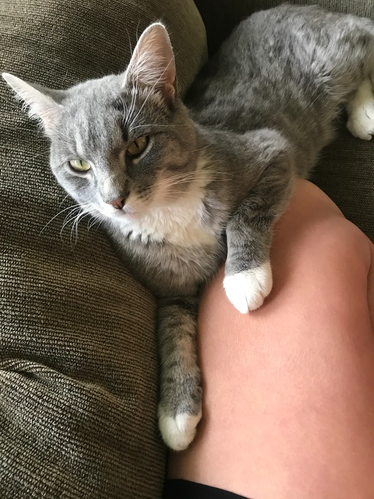 Lost cat in Huntsville, AL, 35801