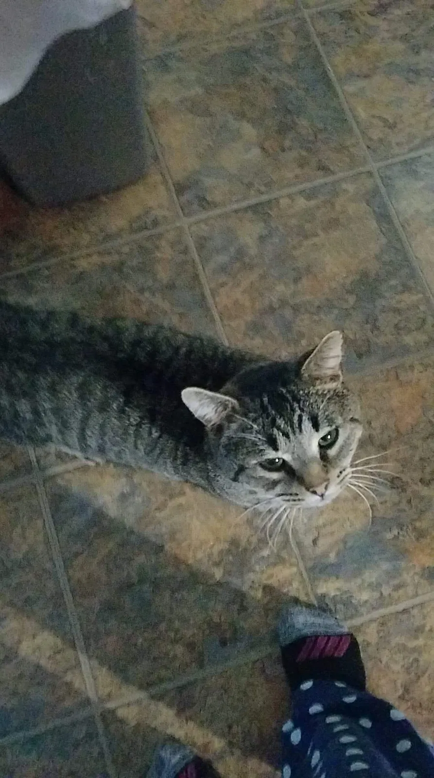 Lost cat in Saint Charles, MI, 48655